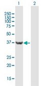 Anti-USP46 antibody produced in mouse purified immunoglobulin, buffered aqueous solution