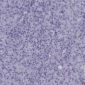 Anti-KCNF1 Prestige Antibodies&#174; Powered by Atlas Antibodies, affinity isolated antibody