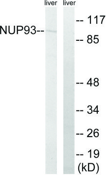 Anti-NUP93 antibody produced in rabbit affinity isolated antibody