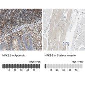 Anti-NFKB2 antibody produced in rabbit Prestige Antibodies&#174; Powered by Atlas Antibodies, affinity isolated antibody, buffered aqueous glycerol solution