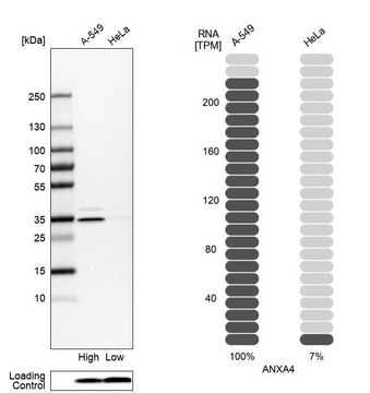 Anti-ANXA4 antibody produced in rabbit Prestige Antibodies&#174; Powered by Atlas Antibodies, affinity isolated antibody, buffered aqueous glycerol solution