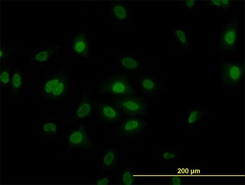 Monoclonal Anti-PLK1 antibody produced in mouse clone 4G11, purified immunoglobulin, buffered aqueous solution