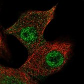 Anti-FSTL3 antibody produced in rabbit Prestige Antibodies&#174; Powered by Atlas Antibodies, affinity isolated antibody, buffered aqueous glycerol solution