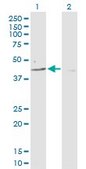 Anti-PARD6B antibody produced in rabbit purified immunoglobulin, buffered aqueous solution