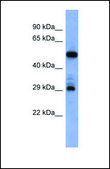 Anti-FOLR1 antibody produced in rabbit affinity isolated antibody