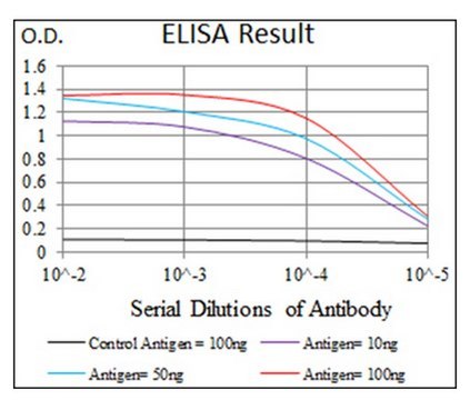Anti-KEAP1, clone 7G4B10 Antibody clone 7G4B10, from mouse