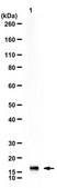 Anti-alpha-Synuclein from rabbit, purified by affinity chromatography