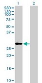 Anti-IGF2 antibody produced in rabbit purified immunoglobulin, buffered aqueous solution