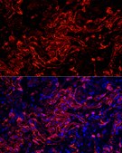Anti-Cytokeratin 7 (KRT7) Antibody, clone 6Q1B4, Rabbit Monoclonal