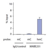 Anti-5-hydroxymethylcytosine (5hmC) Antibody, clone HMC 31 clone HMC 31, from mouse