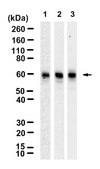 Anti-NRF1 Antibody, clone 1J3 ZooMAb&#174; Rabbit Monoclonal recombinant, expressed in HEK 293 cells