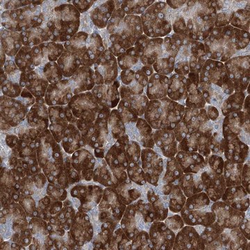 Anti-PLA2G12A antibody produced in rabbit Prestige Antibodies&#174; Powered by Atlas Antibodies, affinity isolated antibody, buffered aqueous glycerol solution