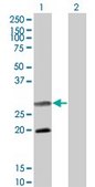 Monoclonal Anti-DIABLO antibody produced in mouse clone 4F9, purified immunoglobulin, buffered aqueous solution