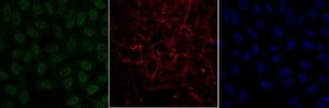 Anti-monomethyl Histone H4 (Lys20) Antibody, Alexa Fluor&#8482; 488 conjugate from rabbit, ALEXA FLUOR&#8482; 488