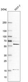 Anti-GRK6 antibody produced in rabbit Prestige Antibodies&#174; Powered by Atlas Antibodies, affinity isolated antibody, buffered aqueous glycerol solution