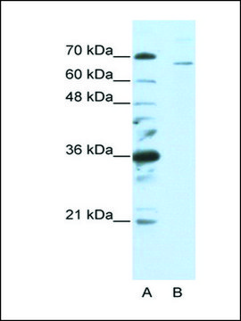 Anti-SF1 (AB1) antibody produced in rabbit affinity isolated antibody