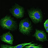 Anti-Rabbit IgG (H+L), F(ab&#8242;)2 fragment, CF&#8482;488A antibody produced in goat ~2&#160;mg/mL, affinity isolated antibody, buffered aqueous solution