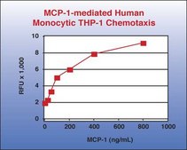 QCM Chemotaxis Cell Migration Assay, 96-well (5 &#181;m), fluorimetric The QCM 5 um 96-well Migration Assay utilizes a 5 um pore size, which is appropriate for studying monocyte/macrophage migration.