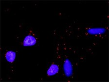 Monoclonal Anti-MAX antibody produced in mouse clone 4E10-1A9, purified immunoglobulin, buffered aqueous solution