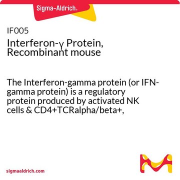 Interferon-&#947; Protein, Recombinant mouse The Interferon-gamma protein (or IFN-gamma protein) is a regulatory protein produced by activated NK cells &amp; CD4+TCRalpha/beta+, CD8+TCRalpha/beta+ &amp; TCRgamma/delta+ T cells.