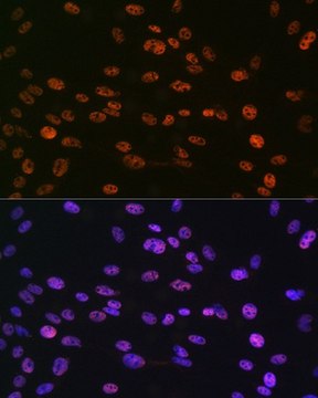Anti-Phospho-Histone H3-S10 antibody produced in rabbit