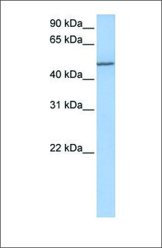 Anti-COL25A1 antibody produced in rabbit affinity isolated antibody