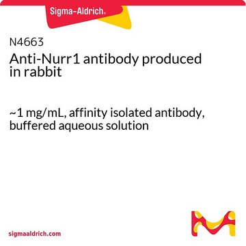 Anti-Nurr1 antibody produced in rabbit ~1&#160;mg/mL, affinity isolated antibody, buffered aqueous solution