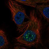 Anti-NR1D1 antibody produced in rabbit Prestige Antibodies&#174; Powered by Atlas Antibodies, affinity isolated antibody, buffered aqueous glycerol solution