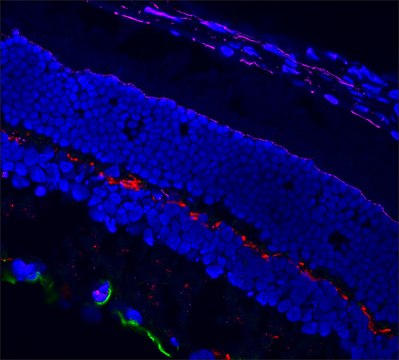 Anti-goat IgG (H+L), CF&#8482;568 antibody produced in chicken ~2&#160;mg/mL, affinity isolated antibody, buffered aqueous solution