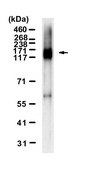 Anti-Mucin-2 Antibody, clone 2C8 ZooMAb&#174; Rabbit Monoclonal recombinant, expressed in HEK 293 cells