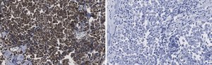 Anti-Myogenin Antibody, clone 1M17 ZooMAb&#174; Rabbit Monoclonal recombinant, expressed in HEK 293 cells