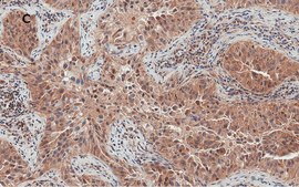 Anti-Bax Antibody, clone 1C7, ZooMAb&#174; Rabbit Monoclonal recombinant, expressed in HEK 293 cells