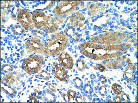 Anti-MyBL1 antibody produced in rabbit IgG fraction of antiserum