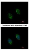 Anti-BMP4 antibody produced in rabbit affinity isolated antibody, buffered aqueous solution