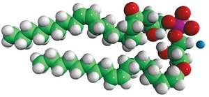 18:1 BMP (S,S) sn-(3-oleoyl-2-hydroxy)-glycerol-1-phospho-sn-1&#8242;-(3&#8242;-oleoyl-2&#8242;-hydroxy)-glycerol (ammonium salt), chloroform