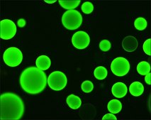 Anti-Goat/Sheep IgG&#8722;FITC antibody, Mouse monoclonal clone GT-34, purified from hybridoma cell culture