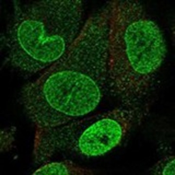 Anti-NUP153 antibody produced in rabbit Prestige Antibodies&#174; Powered by Atlas Antibodies, affinity isolated antibody, buffered aqueous glycerol solution