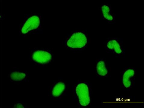 ANTI-ZNF207 antibody produced in mouse clone 5G6, purified immunoglobulin, buffered aqueous solution