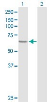 Anti-SESN1 antibody produced in rabbit purified immunoglobulin, buffered aqueous solution