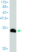 Monoclonal Anti-TNP1 antibody produced in mouse clone 1B5, purified immunoglobulin, buffered aqueous solution