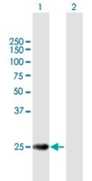Anti-TERF2 antibody produced in mouse purified immunoglobulin, buffered aqueous solution