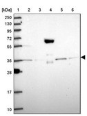Anti-PEX19 antibody produced in rabbit Prestige Antibodies&#174; Powered by Atlas Antibodies, affinity isolated antibody, buffered aqueous glycerol solution
