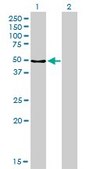 Monoclonal Anti-MPP1 antibody produced in mouse clone 1C3-1D11, purified immunoglobulin, buffered aqueous solution