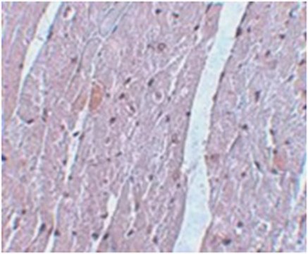 Anti-APC10 Antibody from rabbit, purified by affinity chromatography