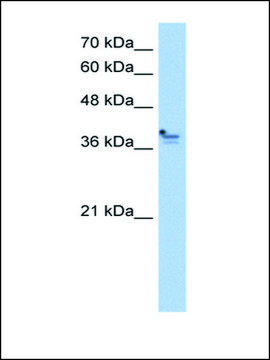 Anti-PCMTD1 antibody produced in rabbit IgG fraction of antiserum