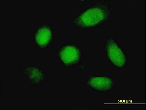 Monoclonal Anti-DUSP5 antibody produced in mouse clone 2F3, purified immunoglobulin, buffered aqueous solution