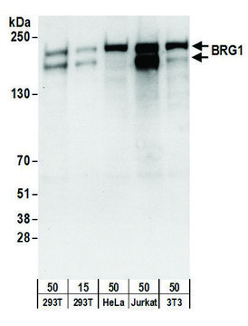 Goat anti-BRG1/SMARCA4 Antibody, Affinity Purified Powered by Bethyl Laboratories, Inc.