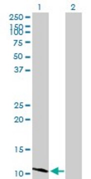 Anti-HSD17B12 antibody produced in mouse purified immunoglobulin, buffered aqueous solution