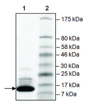 BAZ2B (2054-2168) human recombinant, expressed in E. coli, &#8805;84% (SDS-PAGE)