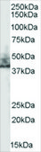 Anti-SLC9A3R2 Isoform A3 antibody produced in goat affinity isolated antibody, buffered aqueous solution